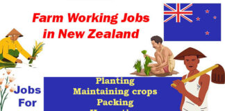 Farm Working Jobs 2023 in New Zealand | Visa Sponsorship Jobs